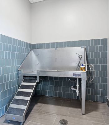 Stainless steel pet washing station with a ramp and blue tile walls in a tiled room.